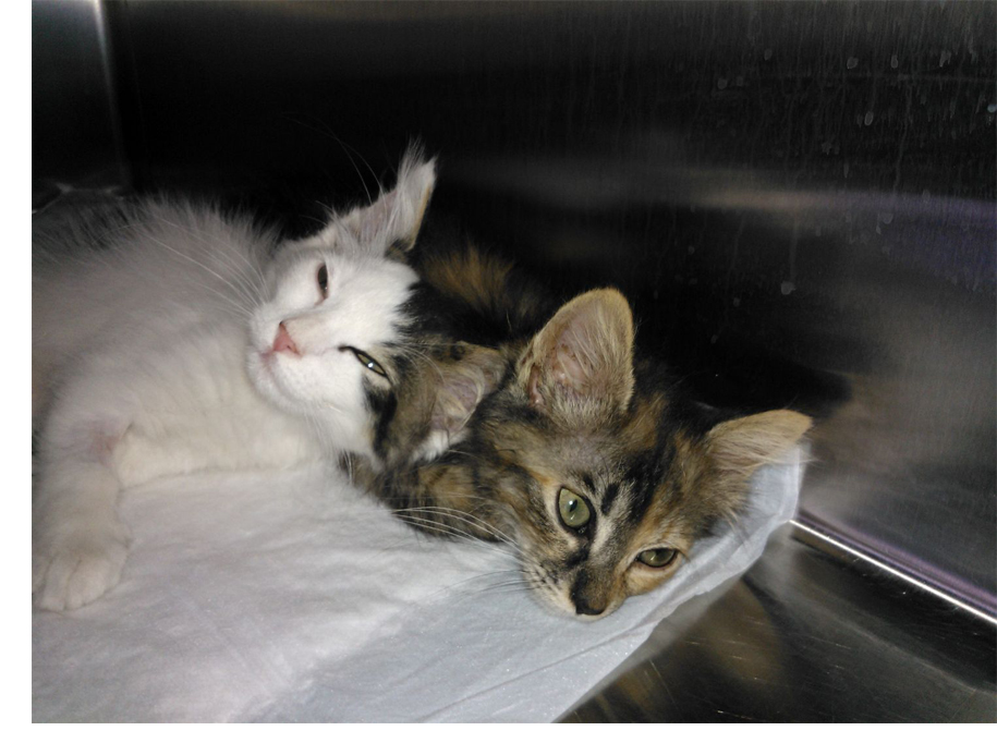 felv e fiv nel gatto